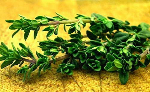 Thyme Oil (Thymol > 60%)