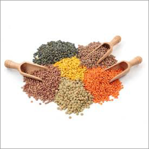 Lentils 