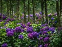 Hydrangea Purple Flower