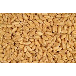 Sharbati Wheat