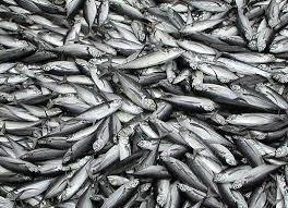 Frozen Indian Mackerel