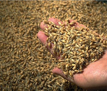 Malt Barley