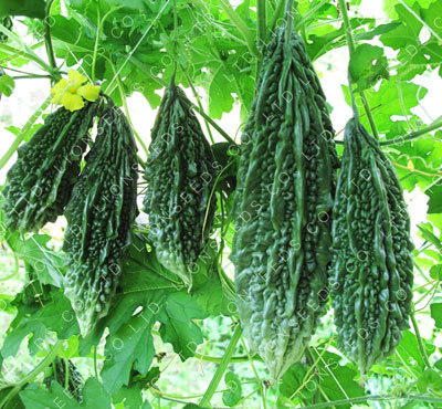 Bitter Gourd Seeds