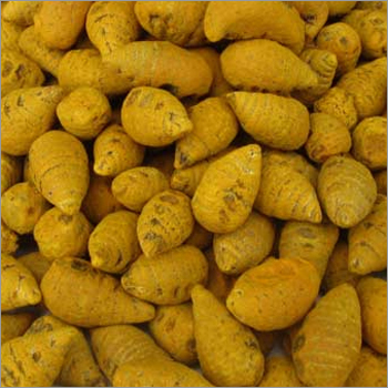 Turmeric Bulb