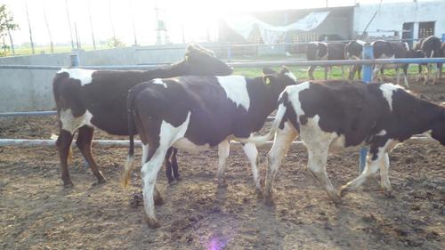 HF cows in karnal