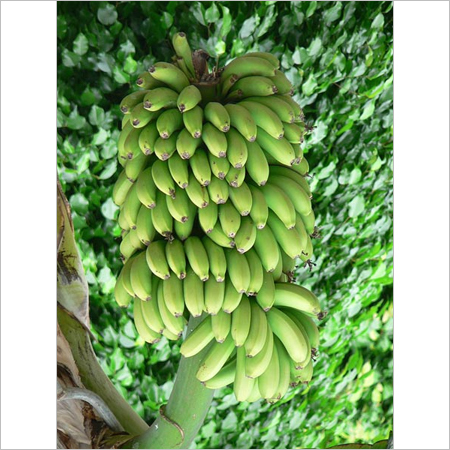 Green Cavendish Banana