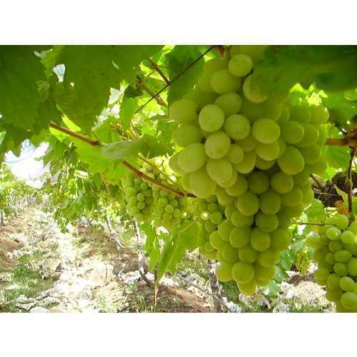 THOMSON SEEDLES - 16-18mm Berry, 200-600g Bunch, Light Green | Seedless, Juicy, Sweet Taste, Nutritious, Versatile