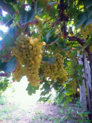 SONAKA SEEDLESS - 16-19mm Green-Yellow Berries, 200-600g Bunch | Seedless, Long Shelf Life, Hygienic Packaging