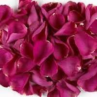 Hydrangea Dark Pink Flower