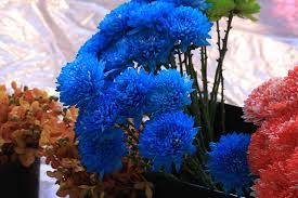 Natural Blue Hydrangea Flower