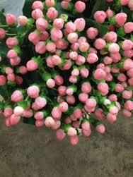 Hypericum Pink Flowers