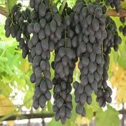 BLACK SHARADH SEEDLESS GRAPES