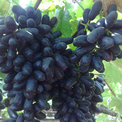 KRISHNA SHARADH SEEDLESS - 15-20mm Berry, 400-500g Bunch, Dark Purple | Seedless, Sweet, Juicy, Uniform Size, Mouthwatering Taste