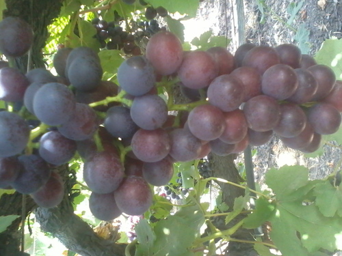 FLAME SEEDLESS GRAPES