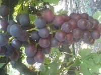 Flame Seedless Grapes