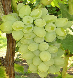 ANAB-E-SAHI SEEDED GRAPES - 400-500g Bunch, Green Color | Sweet Taste, Long Freshness, Seedless, Sustainable Cultivation