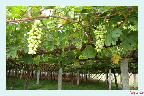 DILKUSH SEEDED GRAPES