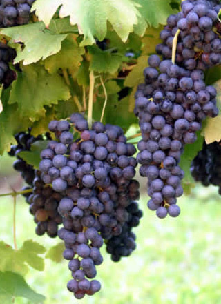 Bangalore Blue Seeded Grapes - 400-500g Bunch, Dark Purple, Ovoid Shape | Sweet Taste, Thick Skin, Small Size, Seeded