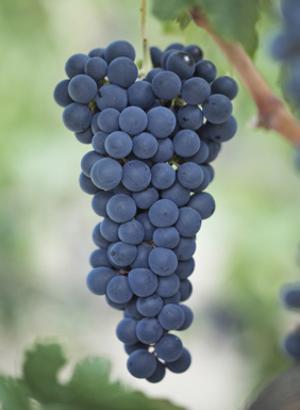 GULABHI (MUSCAT) SEEDED GRAPES - 400-500g Bunch, Dark Purple | Sweet Taste, Uniform Shape, Long Freshness