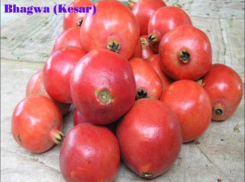 BHAGWA POMEGRANATE