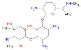 GENTAMICIN
