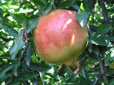 GANESH POMEGRANATE