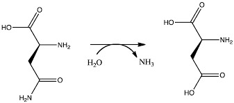 ASPARAGINASE