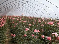Agriculture Greenhouse