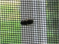 Anti Insect Net