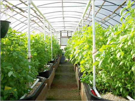 Greenhouse Consultancy Service
