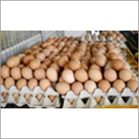 Brown Eggs