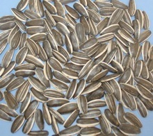 French Barley Seeds