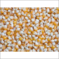 Bulk Yellow Maize