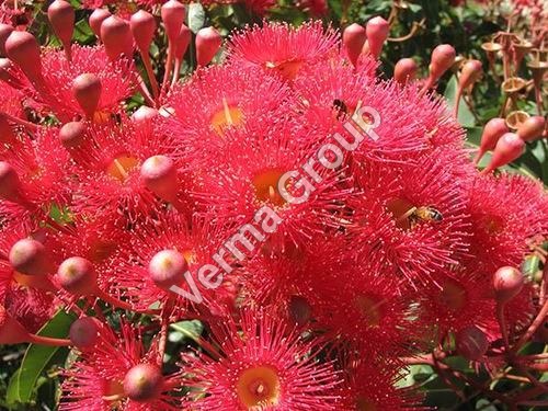 Eucalyptus Co2 Extract Oil