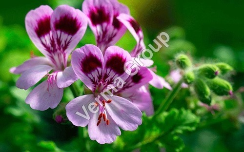 Geranium Co2 Extract Oil