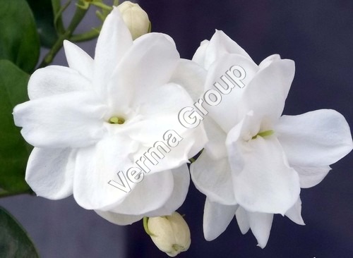 Jasmine Absolute Co2 Extract Oil