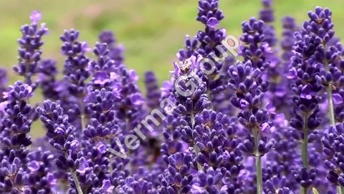 Lavender Co2 Extract Oil