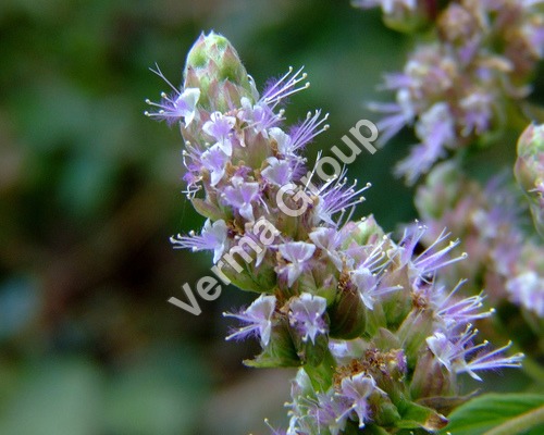 Patchouli Co2 Extract Oil