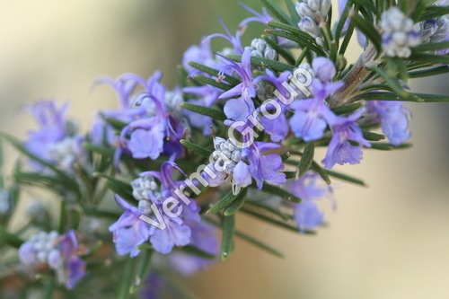 Rosemary Co2 Extract Oil - Botanical: Rosmarinus Officinalis, CAS: 84604-14-8 | Antiseptic Action, Memory Booster, Mental Clarity, Pure Extract, Therapeutic Uses