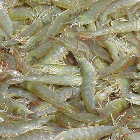 Vannamei Prawns