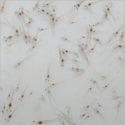 Vannamei Seeds