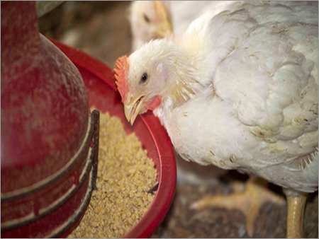 Organic Poultry Feed