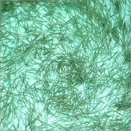 Tiger Prawn Seed