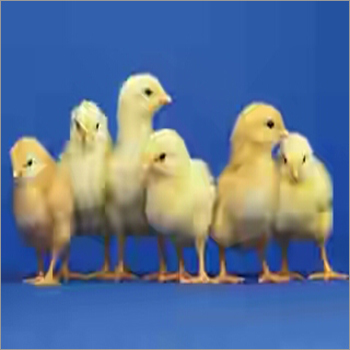 Poultry Farm