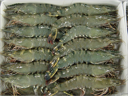 Black Tiger Prawns