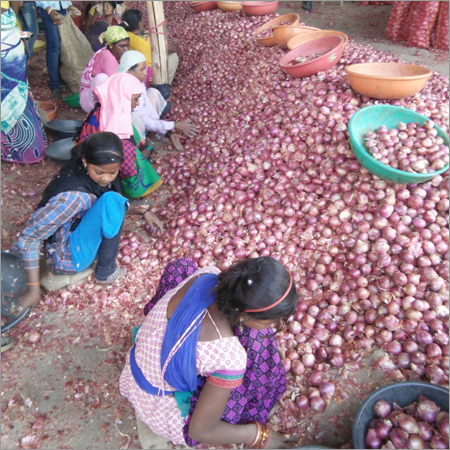 Fresh Preserved Onions