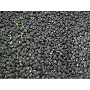 Black Saboot Urad Dal