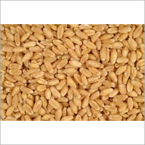 Wheat