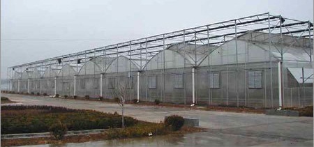 Green House Green House