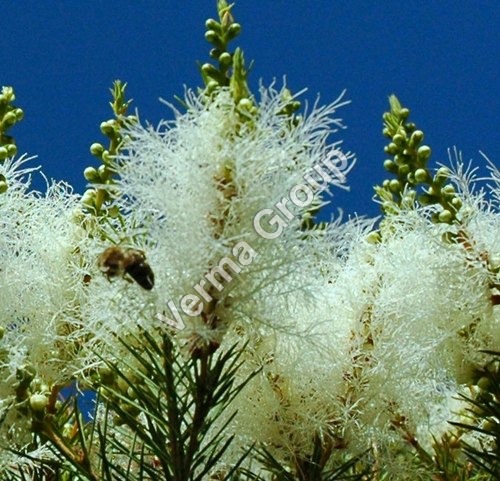 Tea Tree Co2 Extract Oil